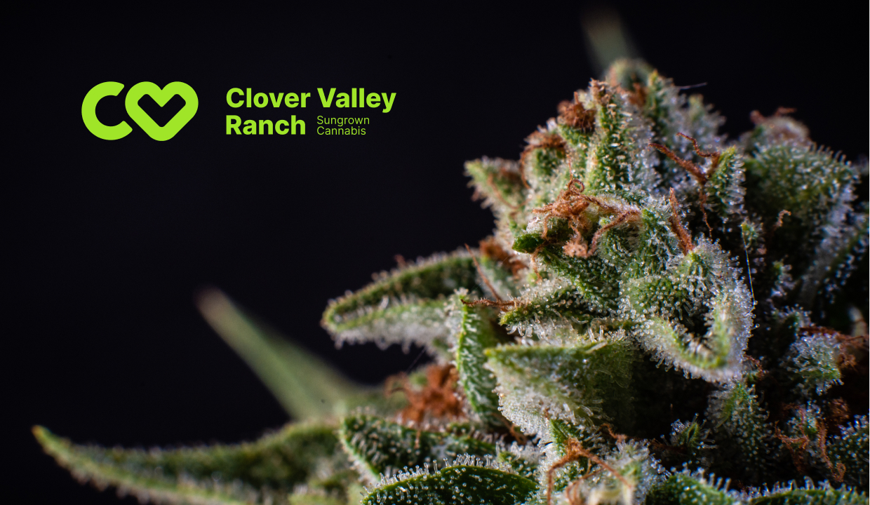A cannabis bud on a black backdrop with the Clover Valley Ranch logo.